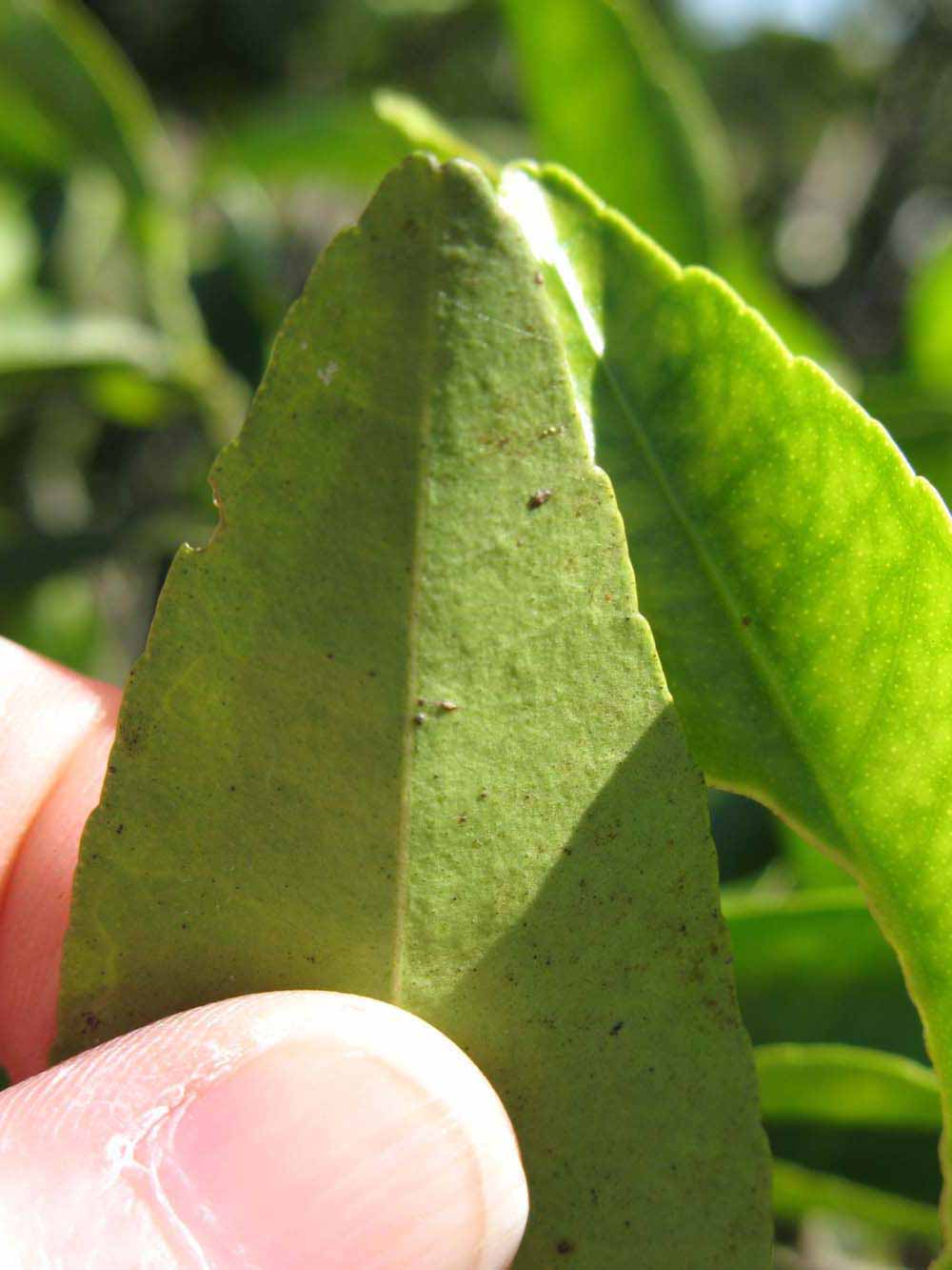              Margin (Winter Haven, FL)       